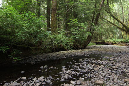 Necanicum-Forest-web