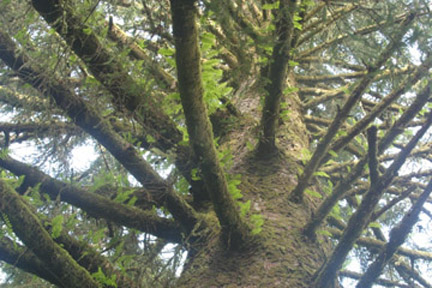 Shangrila-spruce-tree-web1