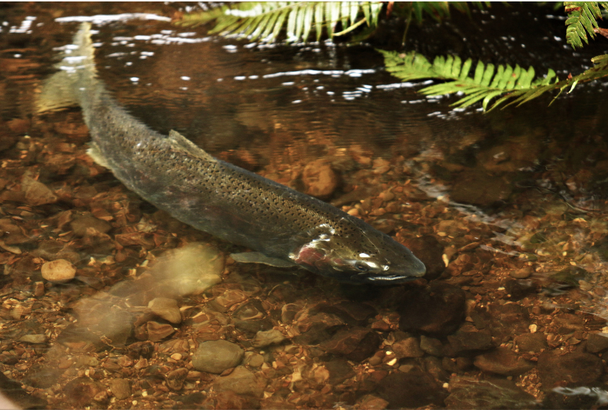 Coho Salmon