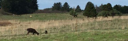 Elk graze in sight of Bill Reed's sheep pasture.