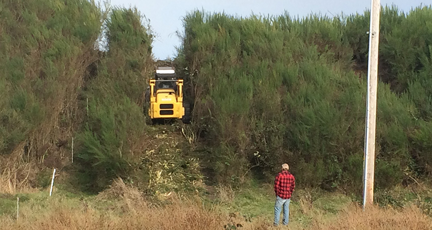 Forestry mulcher at work at Reed Ranch Habitat Reserve