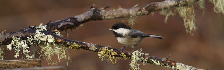 Black-capped chickadee