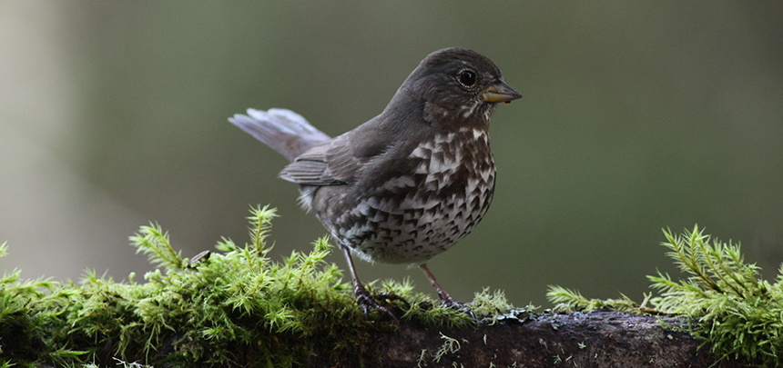 Fox sparrow