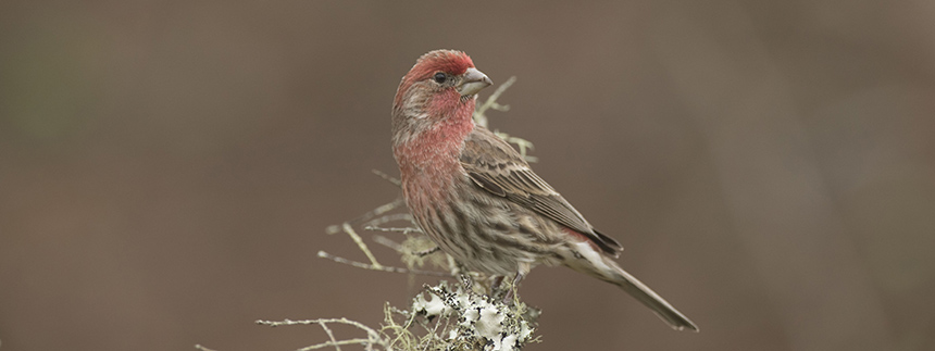 House sparrow