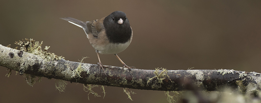 Oregon junco