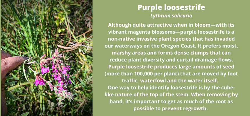 Purple Loosestrife Information Box
