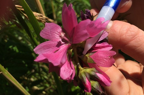 bisexual flower with weevil at tip of pen_web