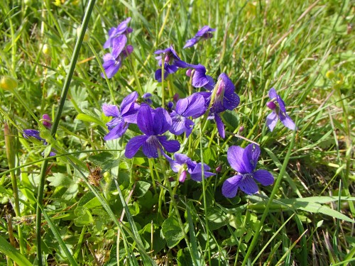 early blue violets