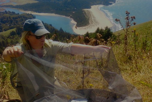 Melissa Reich at Cascade Head, releasing Oregon silverspot butterflies raised at the Oregon Zoo
