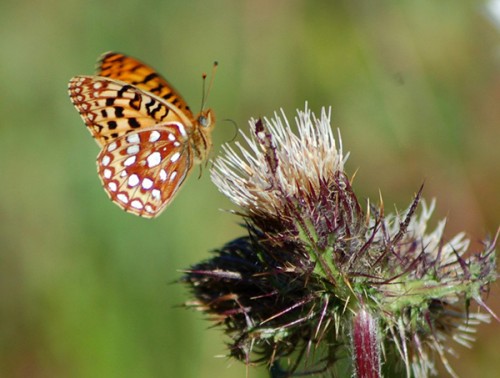 Oregon silverspot butterfly (photo by Mike Patterson)