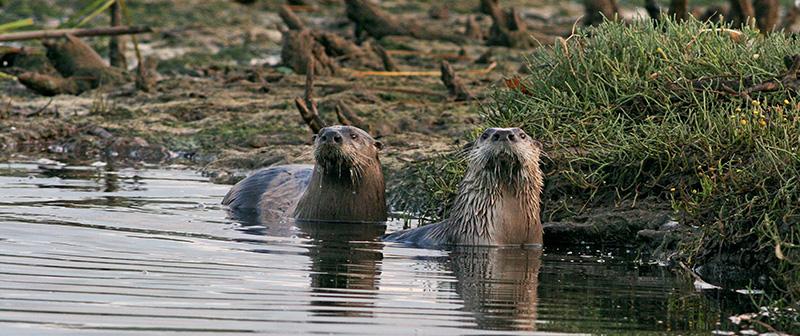 otter_pair_ppw