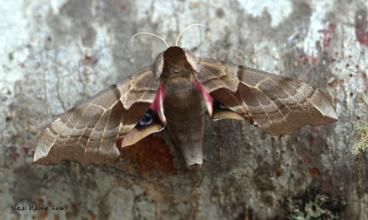 Polyphemus Moth in Neal's backyard