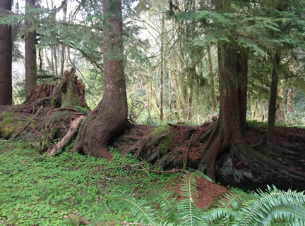 Old-growth trees have become vibrant nurse logs to a new generation of forest.