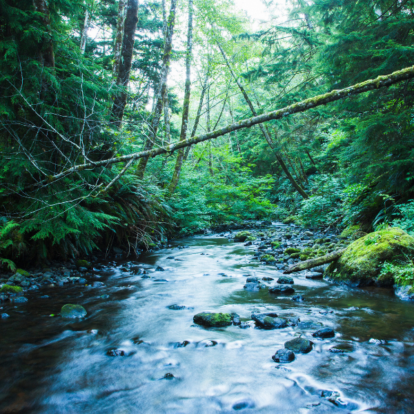 Rainforest Reserve Water