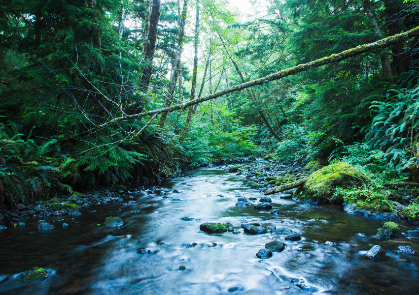 Rainforest Reserve Water