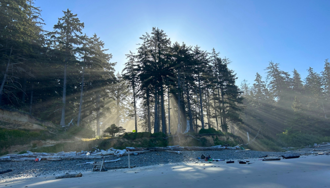 Sun shining through the trees at Short Sand Beach