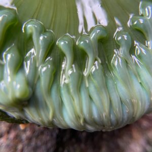 giant green anemone