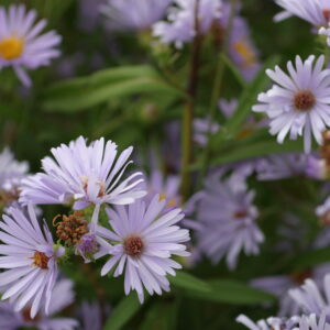 Douglas aster flowers